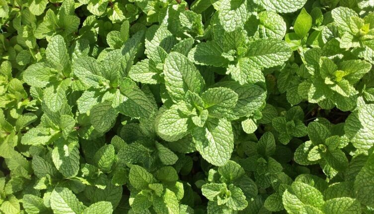    Как вырастить пряные травы? Мята и розмарин, базилик, душица и майоран Мята. Фото: по лицензии CC0 Pxhere.com