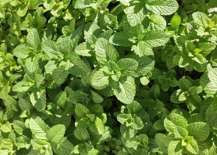 Как вырастить пряные травы? Мята и розмарин, базилик, душица и майоран