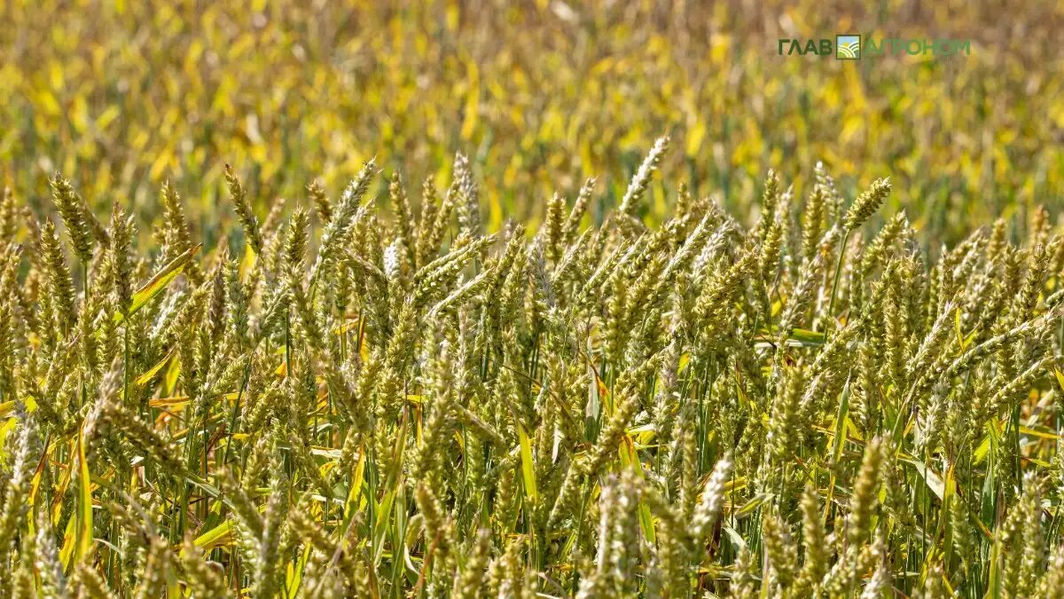 Фото:© Виталий Рыбалко / Glavagronom.ru
Тамбовские ученые испытывают 25 новых линий пшеницы для импортозамещения
