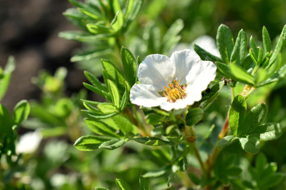    Shutterstock/FOTODOM