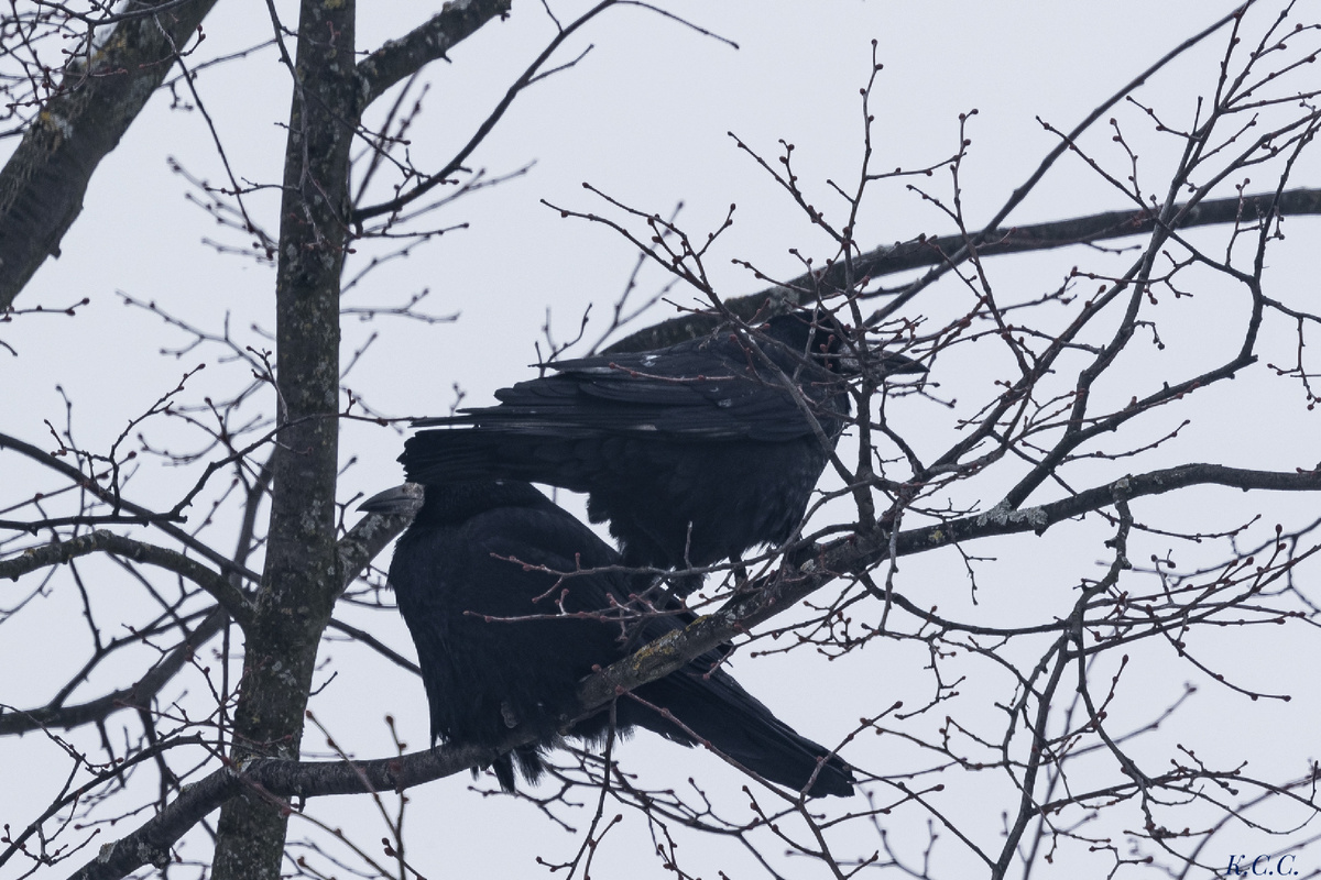 Грачи, фото автора 