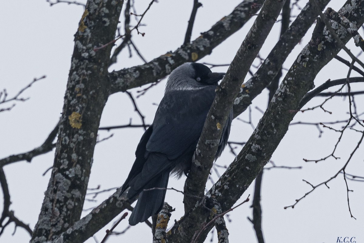 Галка, фото автора