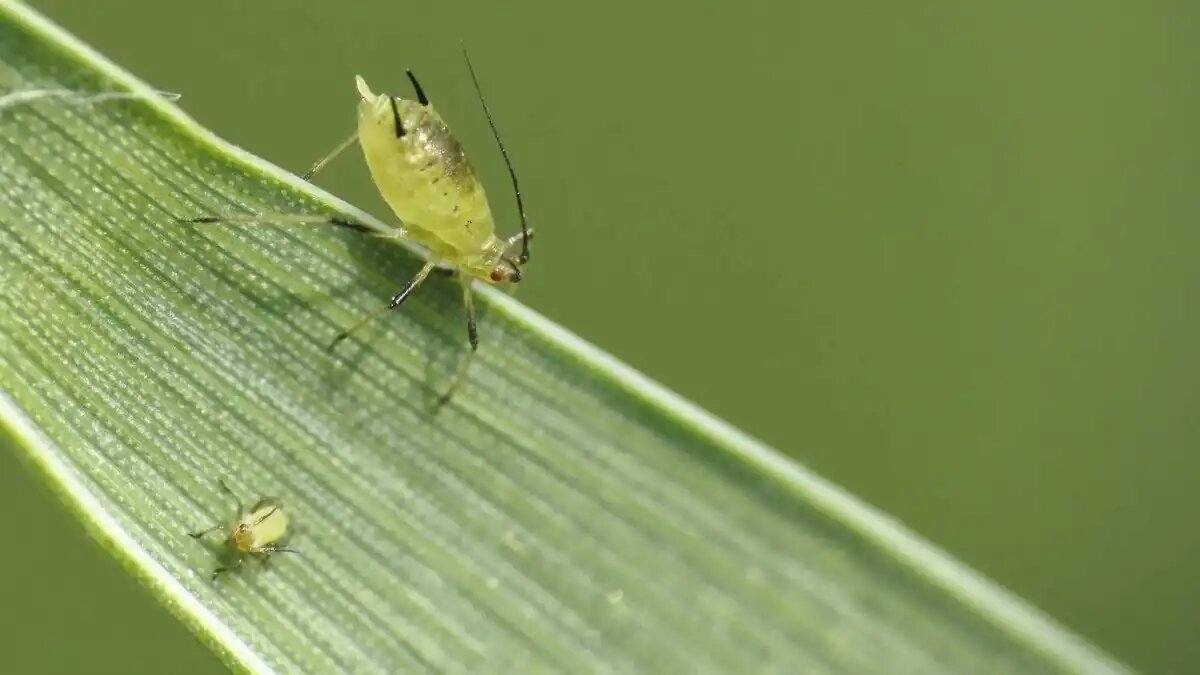 Фото:© agrarfoto.com
Циперметрин используется, помимо прочего, против тли