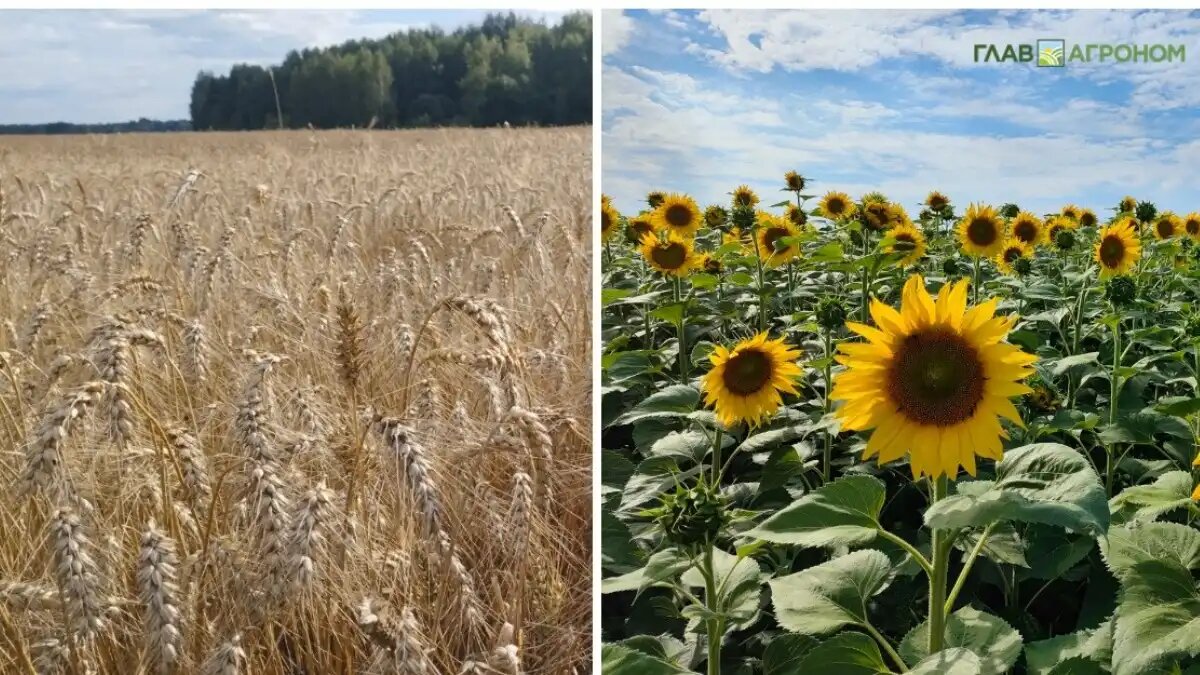 Фото:© Владимир Исаенко / Glavagronom.ru
Итоги уборки зерновых и масличных в РФ в 2025 году