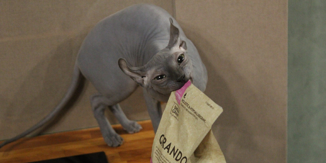 «Беззерновой» ≠ «полезный»: почему дорогие корма без злаков могут навредить сфинксу