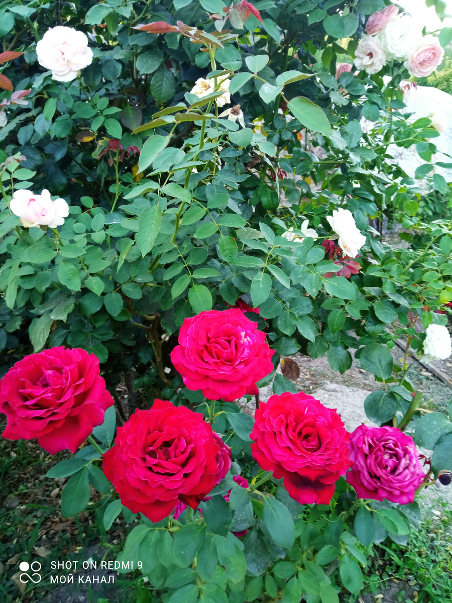 Роза ч/г Норита. Фото из моего сада.