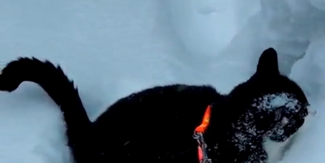 Как выброшенная из машины в конце лета кошка-Муся встречала Новый 2026 год