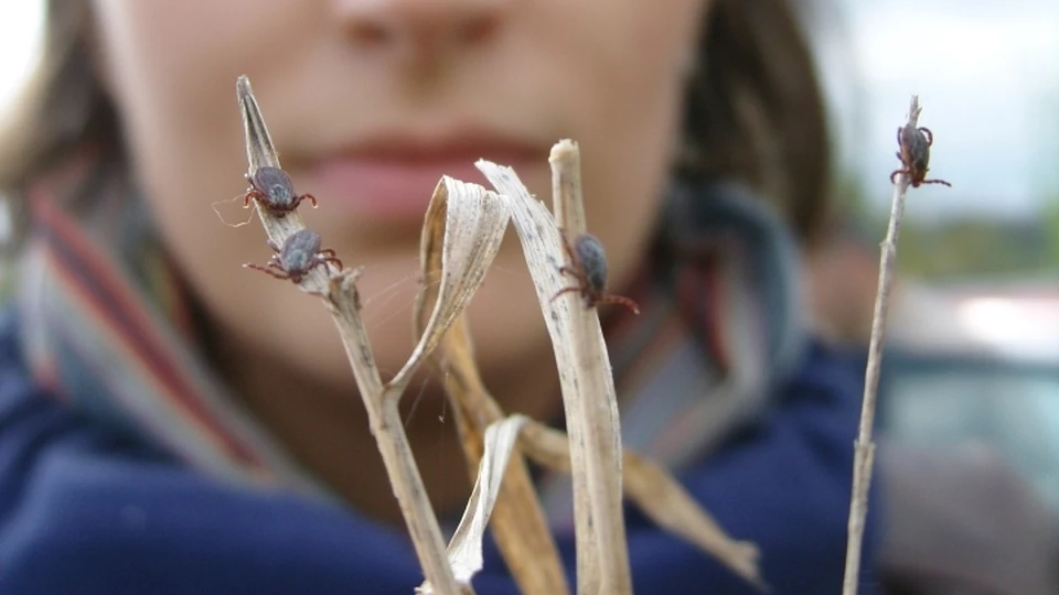 Тайна «чистого» леса: почему раньше клещей почти не было, а теперь их стало в 30 раз больше?