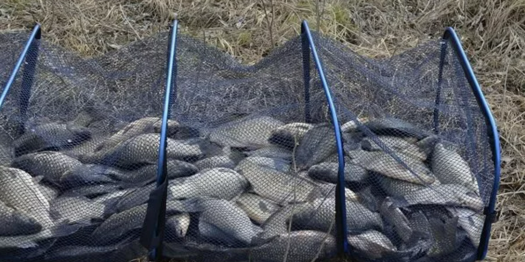 Не дайте улову испортиться: 10 быстрых шагов, чтобы рыба доехала домой свежей!