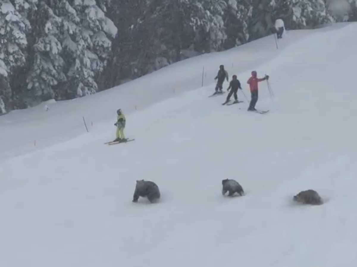    Медведи на горнолыжной трассе в Калифорнии | © Соцсети