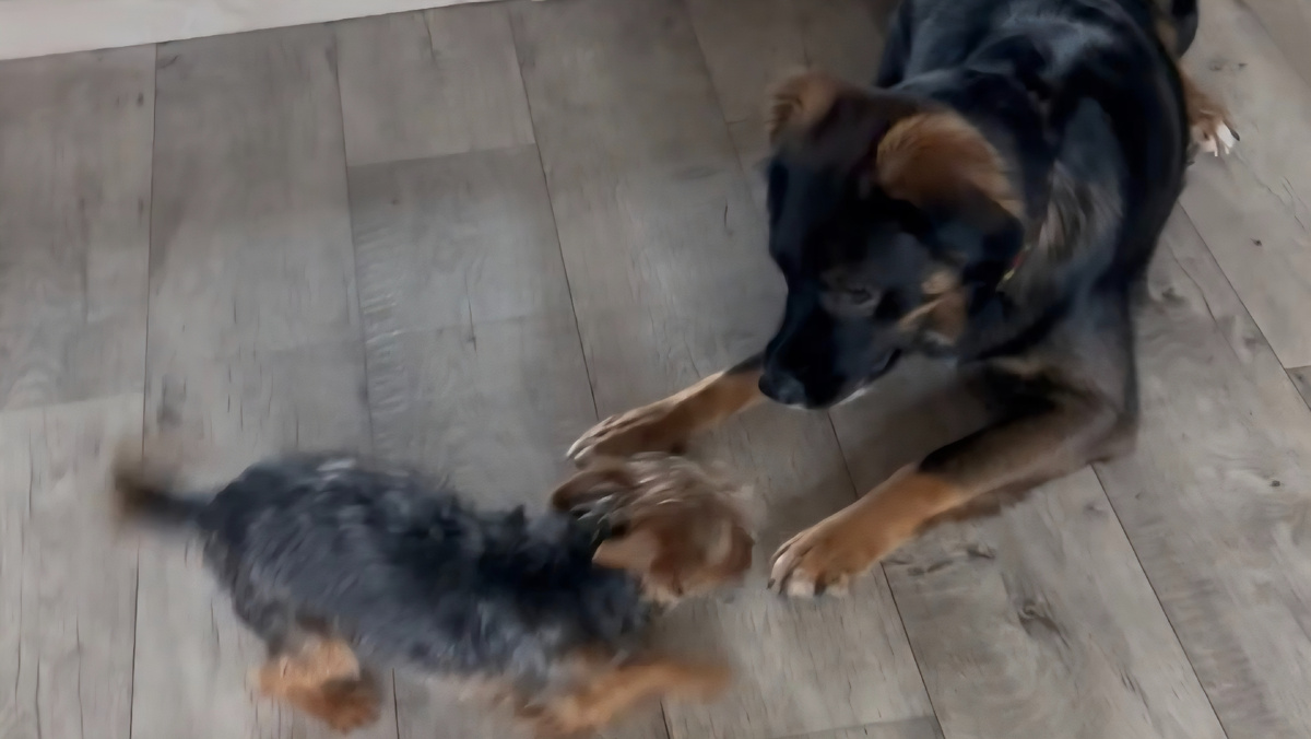 Веня и его друг Чейз