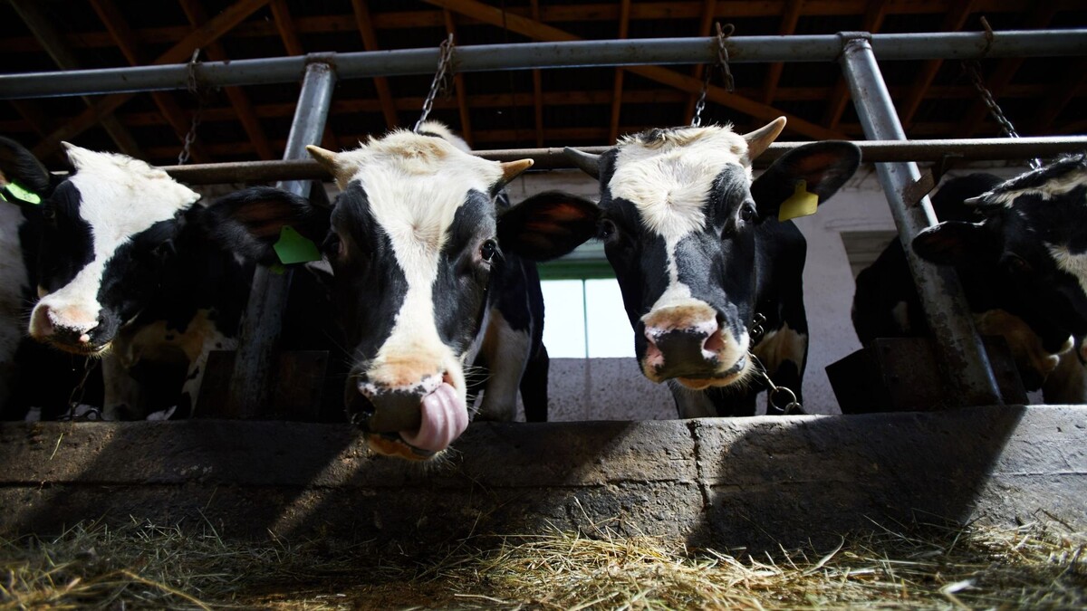    Фото: Pressmaster/Shutterstock/Fotodom