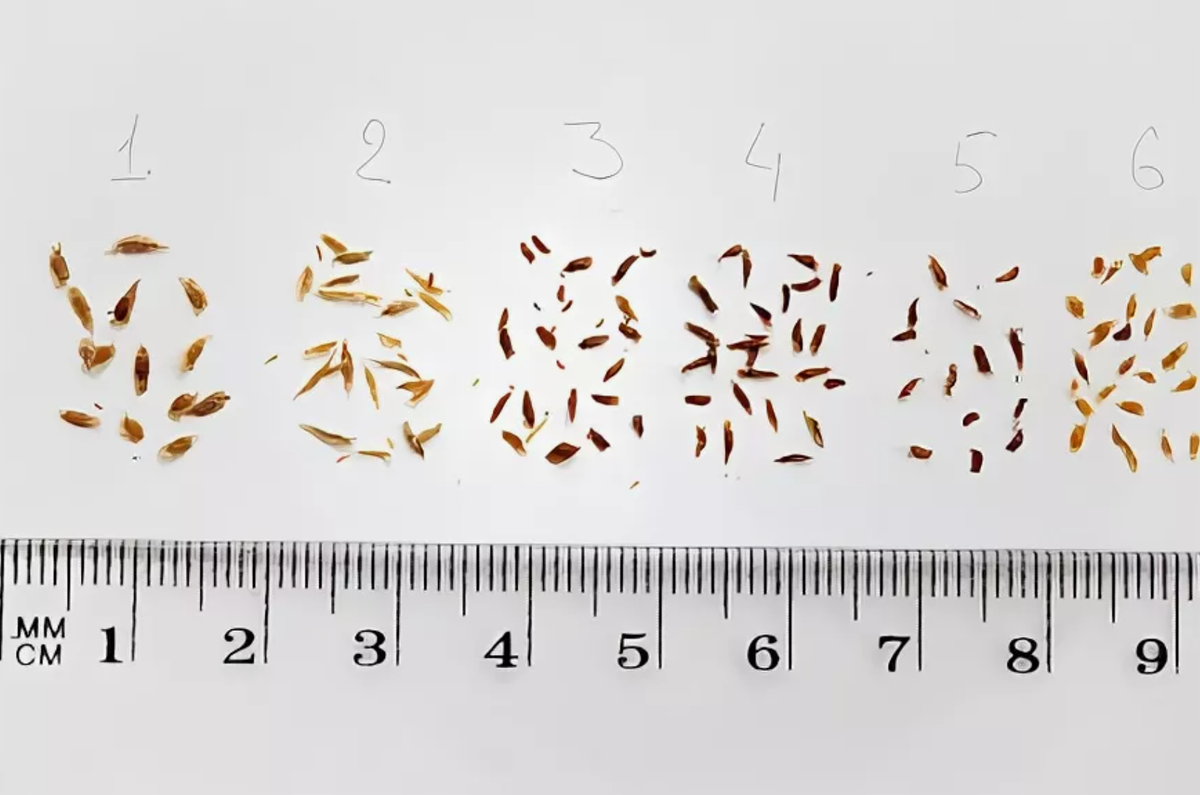 Источник фото: flowersweb.info