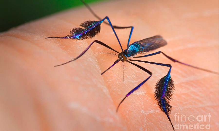 Сабетес: Укусит красиво. Этот род комаров решил выглядеть потрясающе, но зачем?