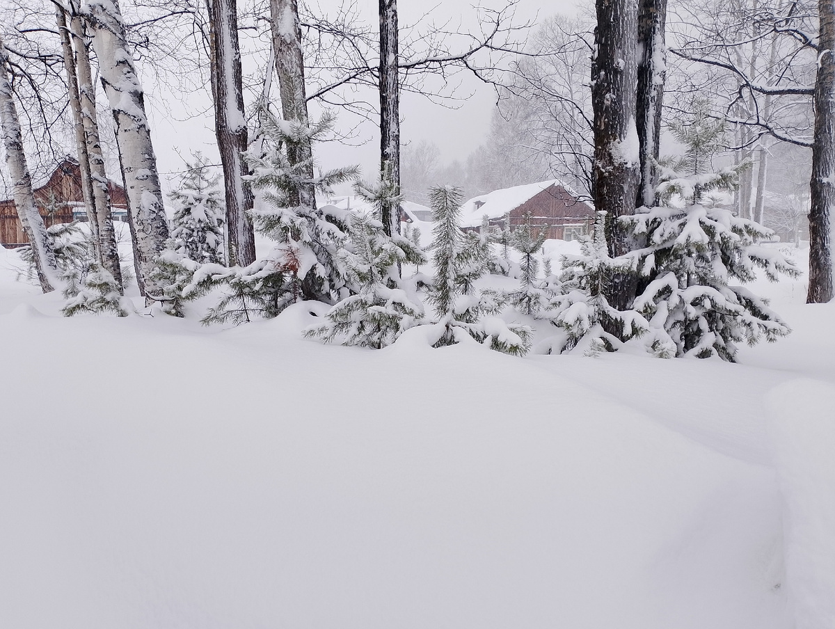 Фото 📷 автора.Иркутская область Мамско-Чуйский район.