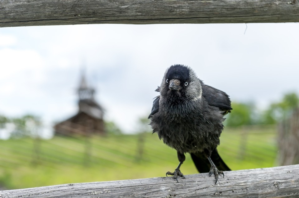    Городские ландшафты являются идеальными для ворон Олег ЗОЛОТО