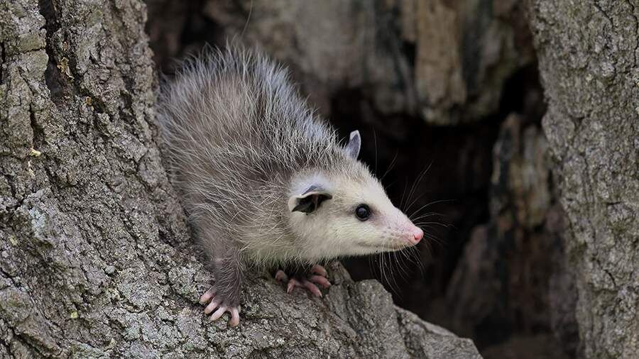    Фото: Global Look Press/Jürgen & Christine Sohns