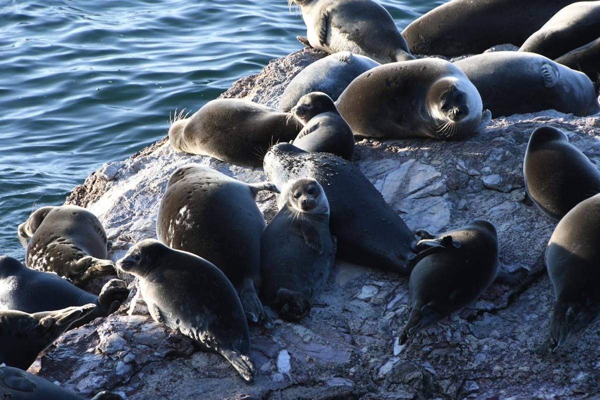 Фото: Антон Ивачёв