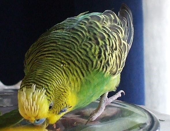 Трогательный, бесхвостый,,, и всё равно красивый