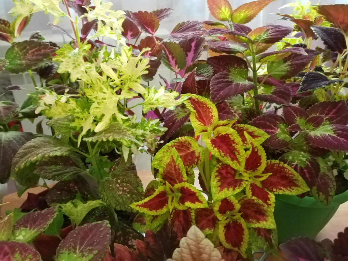 Колеусы в феврале