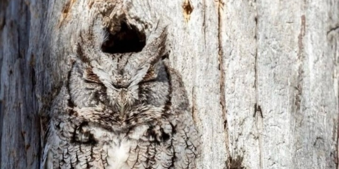 Не верь глазам своим, найди сову на фото если сможешь