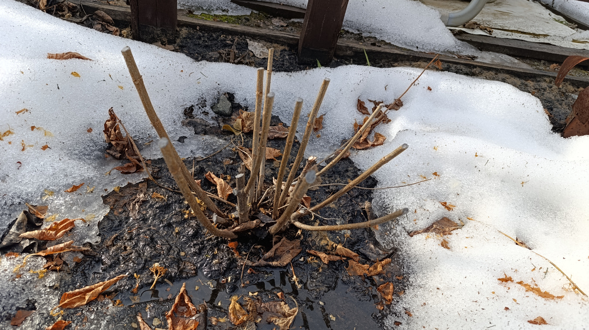 29 марта 2025 года