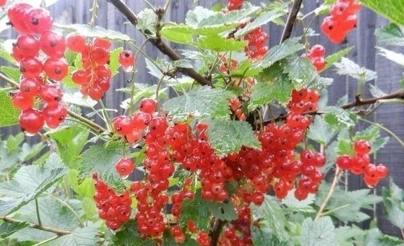 Как правильно ухаживать за смородиной и получить богатый урожай