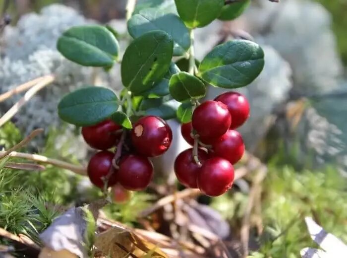 Кустик спелой брусники