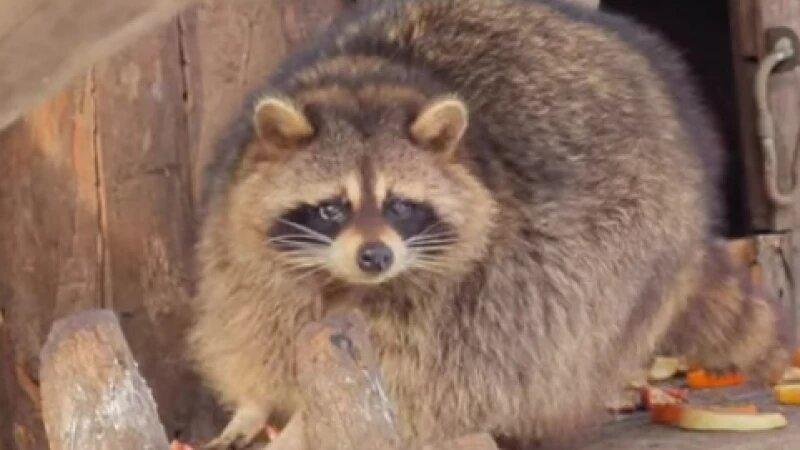     Енот Сэм Барнаульский зоопарк