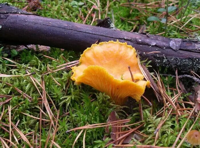 Лисичка в сосновом бору