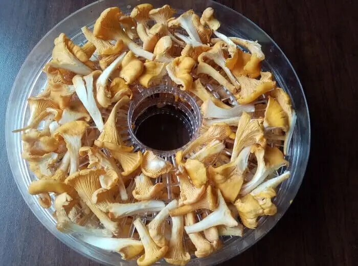 Сушка лисичек в электросушилке