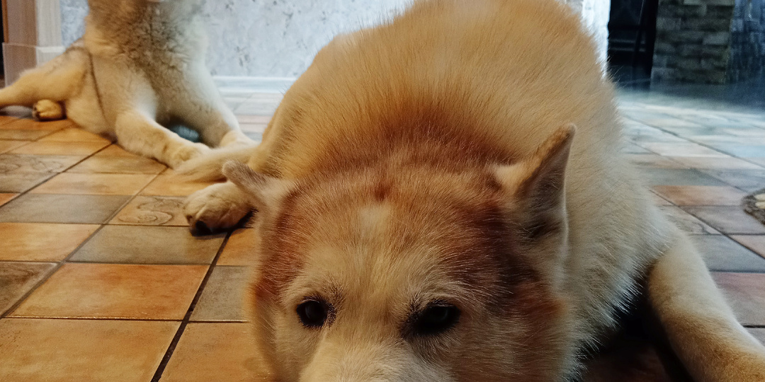 Жить с пятью хасками в квартире – это возможно?