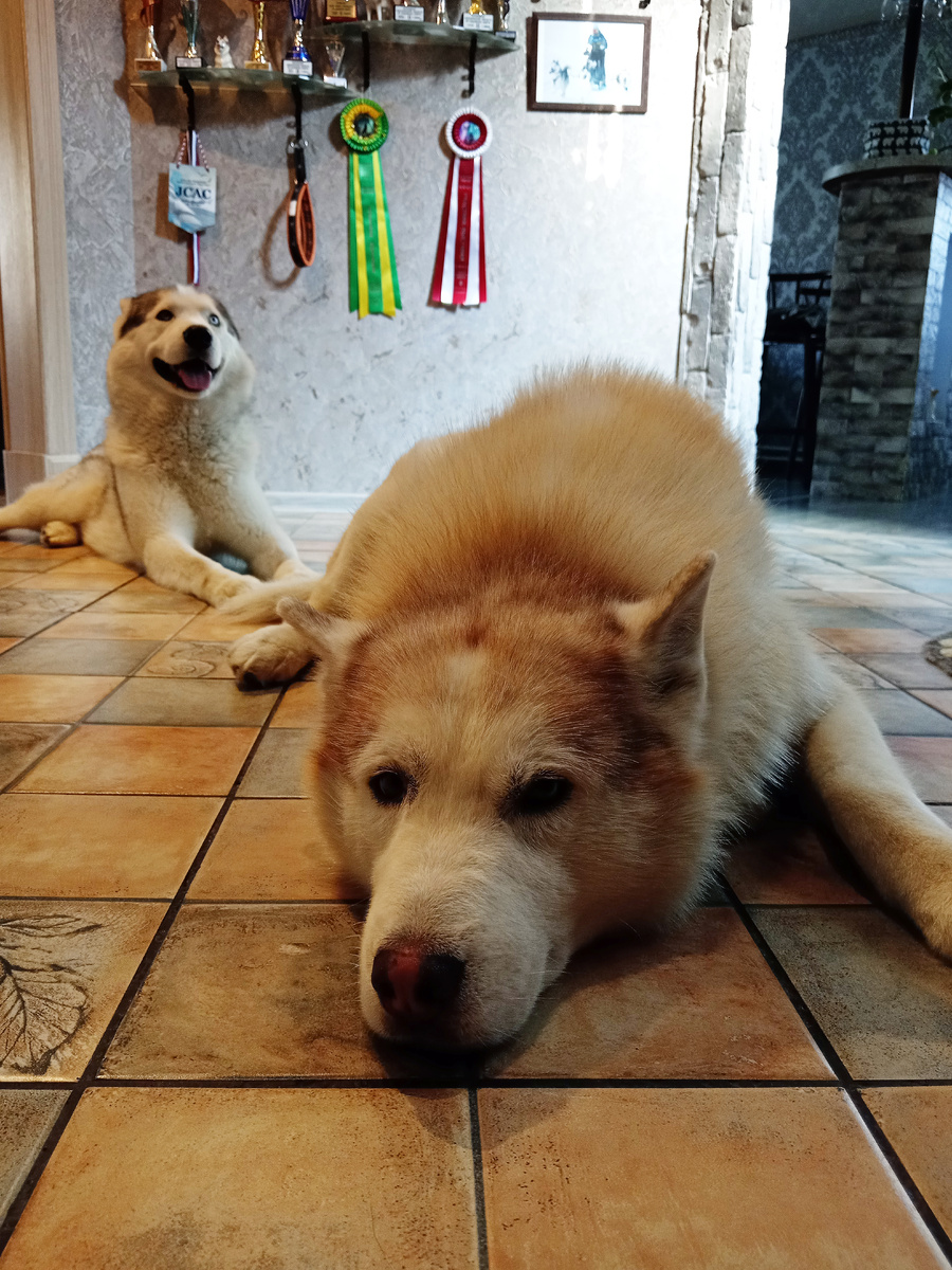 1. Ездовые собаки хаски, на стене видны их медали за заезды.