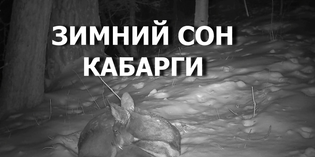 Зимний сон краснокнижной кабарги: уникальные кадры из Алтайского заповедника
