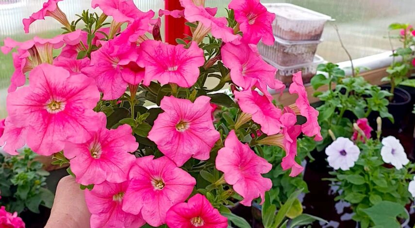 Как укоренить петунию черенками весной, чтобы получить пышные цветущие кусты