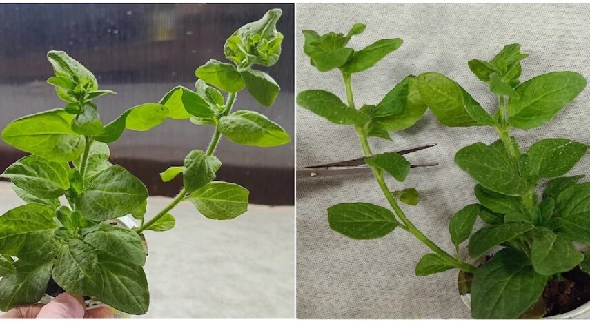 Срезают черенки со здоровых маточных кустиков с зелеными листьями, без признаков заболеваний и присутствия вредителей