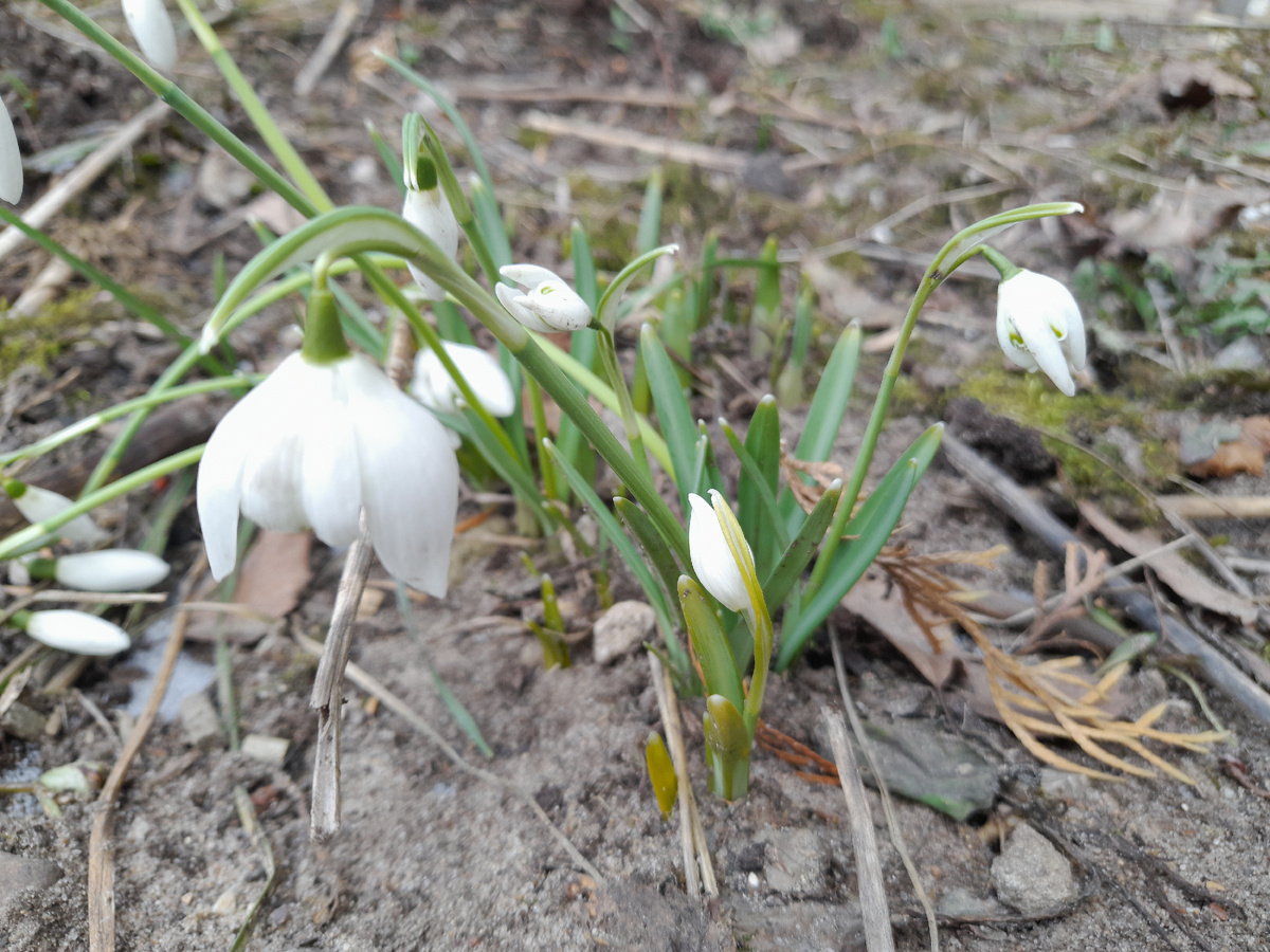 Подснежники-самые нежные цветы