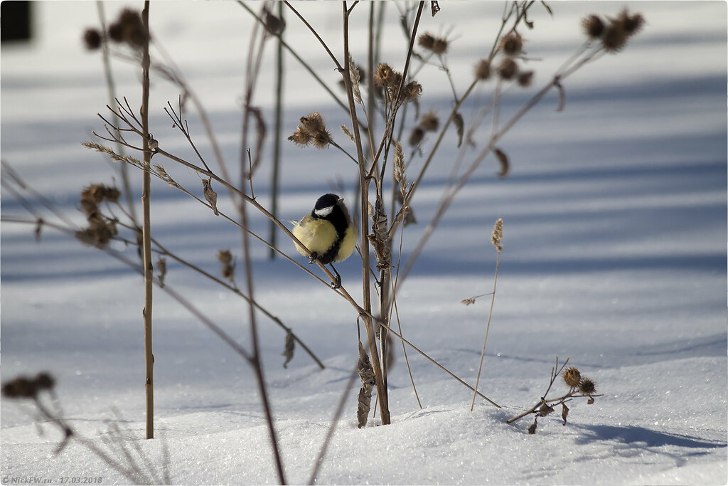 1. Большая синица [© NickFW.ru - 17.03.2018г.]