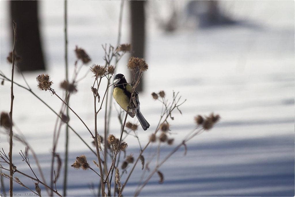 2. Большая синица [© NickFW.ru - 17.03.2018г.]