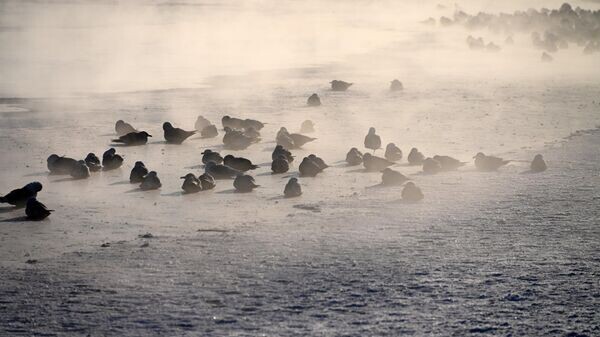    © Sputnik / Виктор Толочко