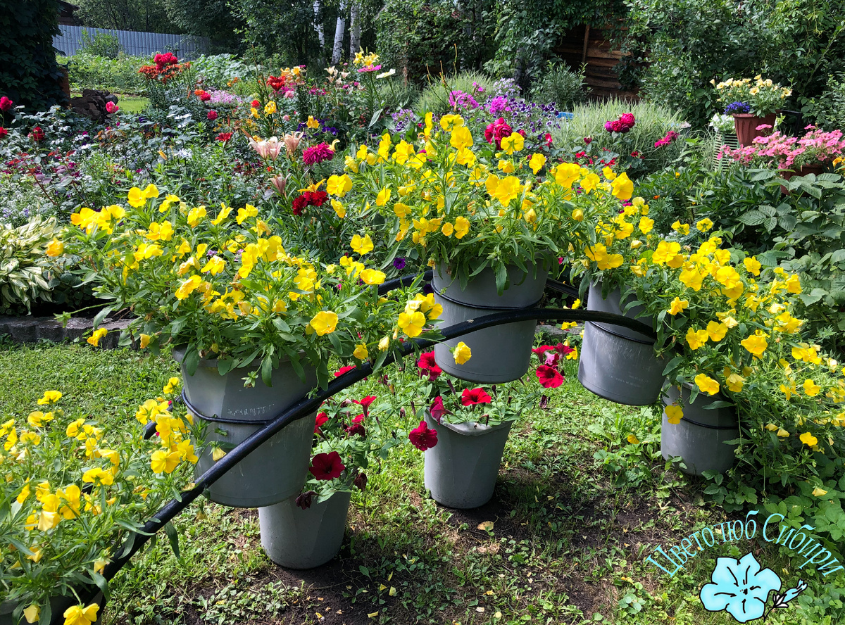 Ампельные петунии в 10л объемах