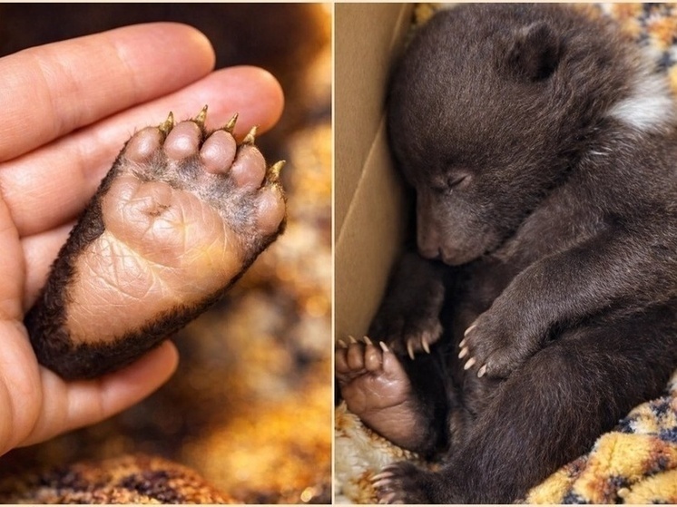 Фото: кадры видео со страницы Центра охраны дикой природы "Инстинкт" ВКонтакте