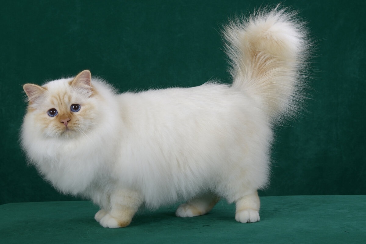 Фото с сайта: https://_mta-sts.tre-i-dnr.ru/рагамаффин+порода+кошек