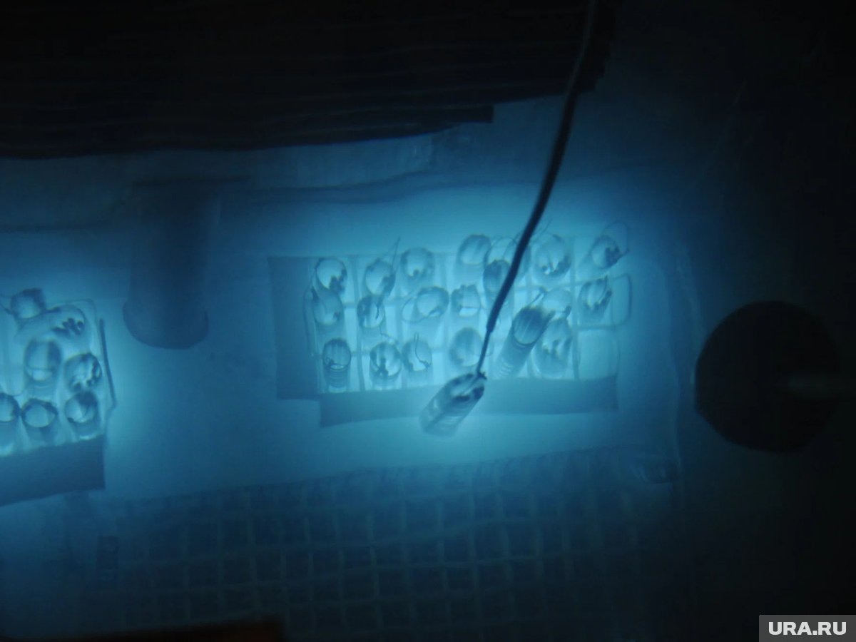    Строительств ЗАЭС началось 1 апреля 1981 года