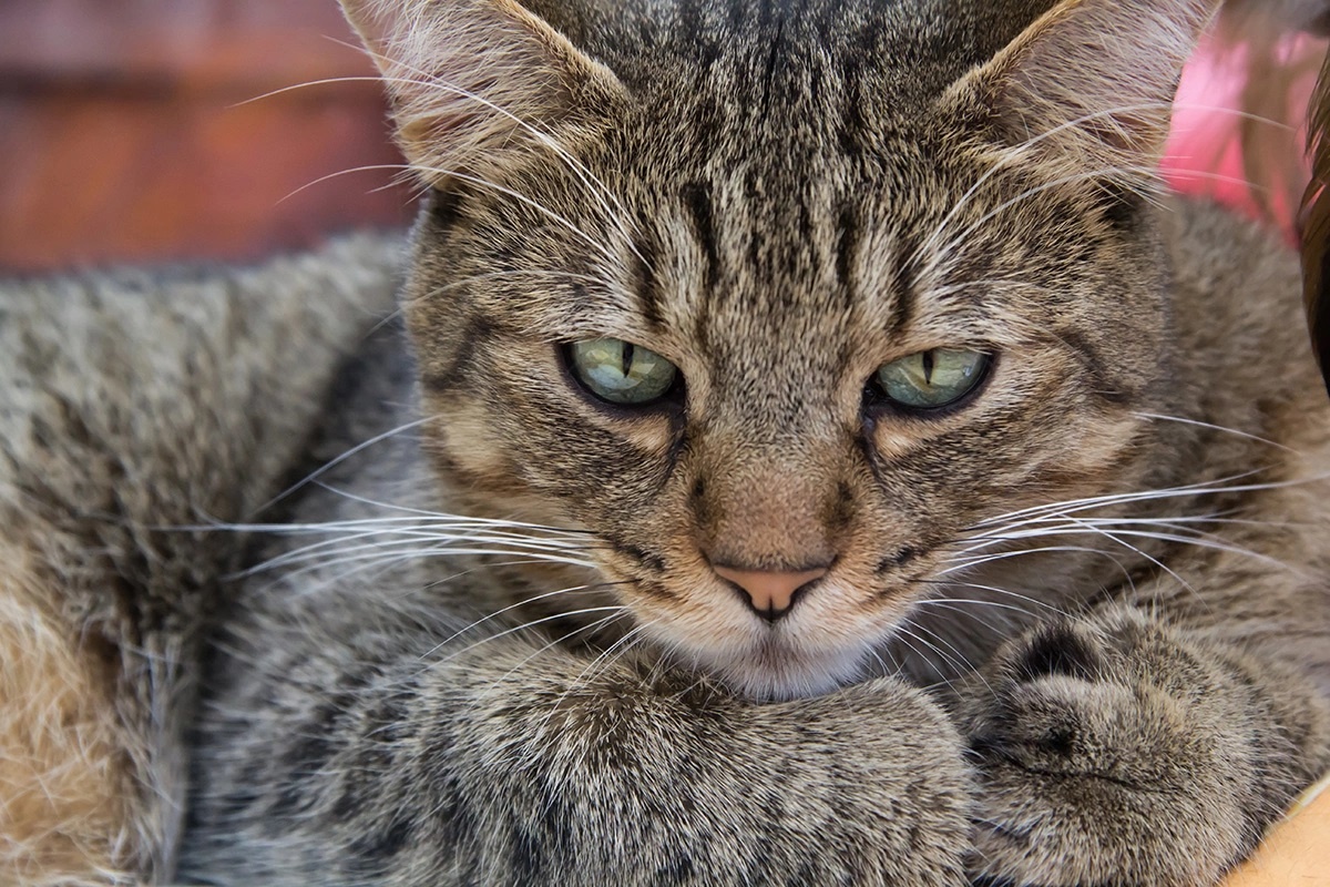 Фото с сайта: https://www.rbc.ru/life/news/6656f6759a79476e73170b07