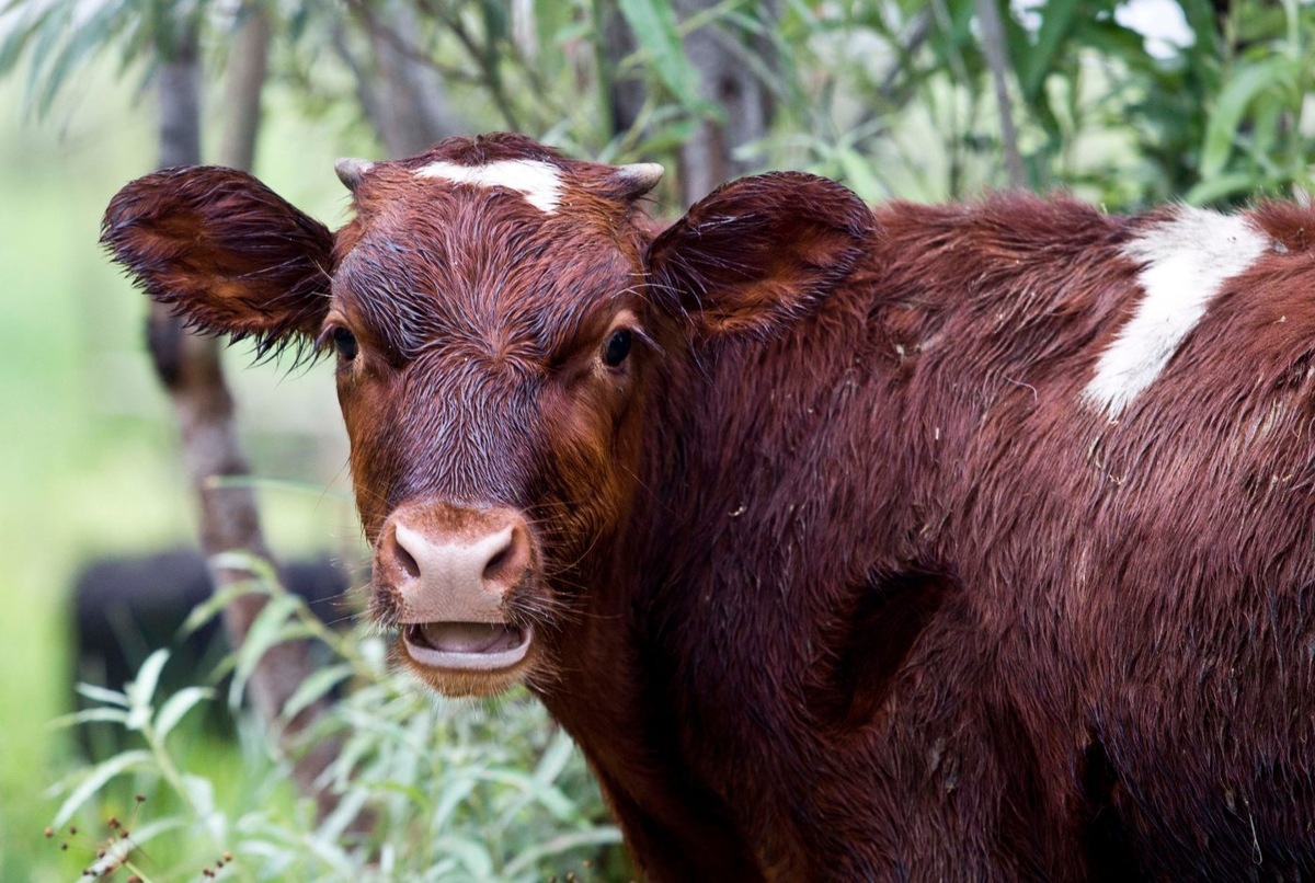    В Югре ветеринары не нашли лейкоз у обследованных коров