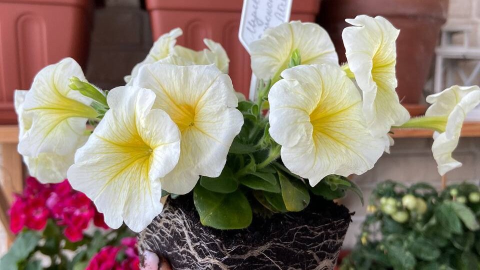 🌸 Петуния: секреты пышного цветения 🌸