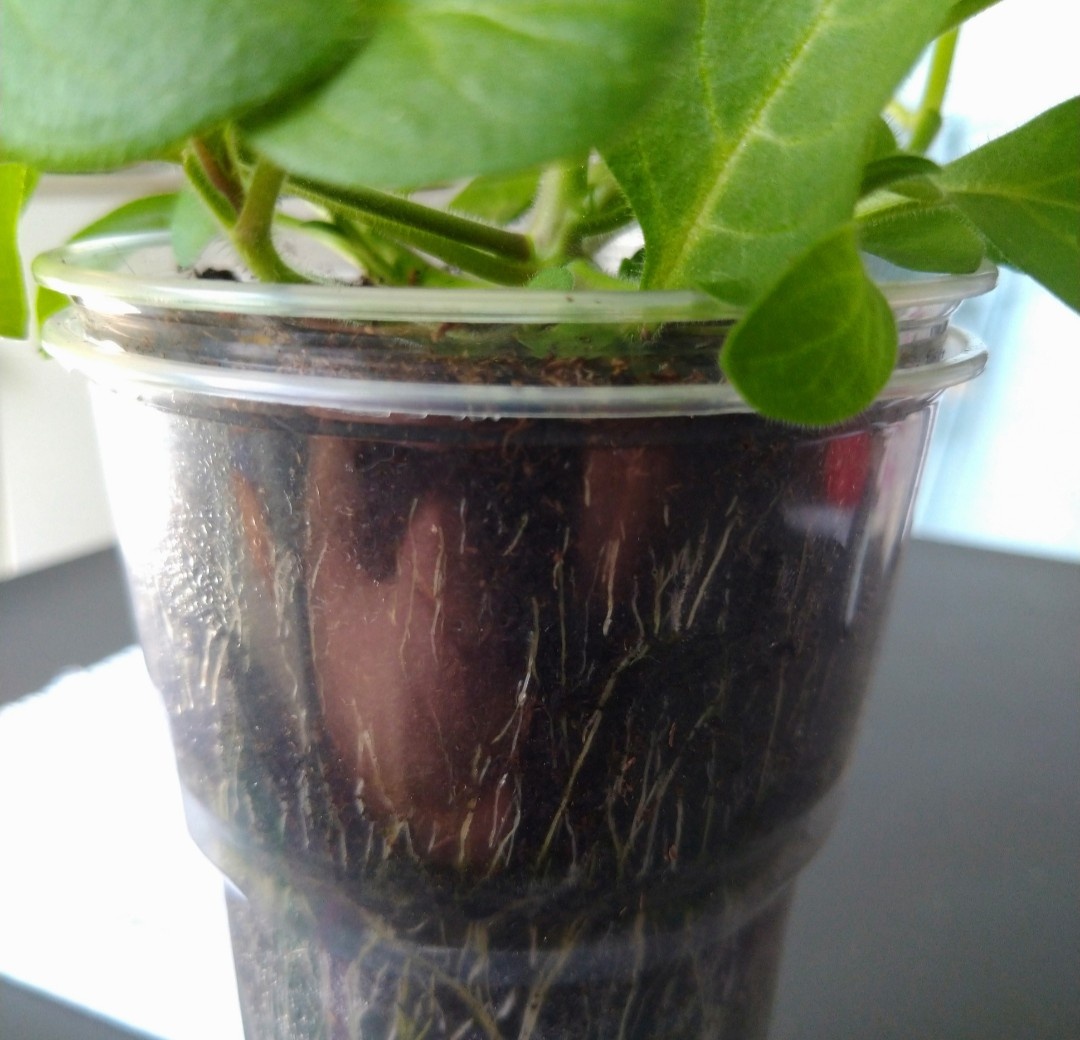 Корни петунии