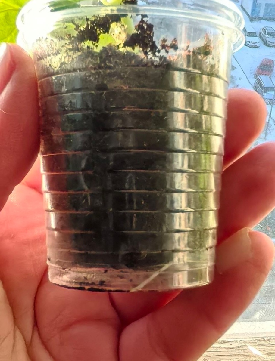 Прозрачная ёмкость, корни как на ладони