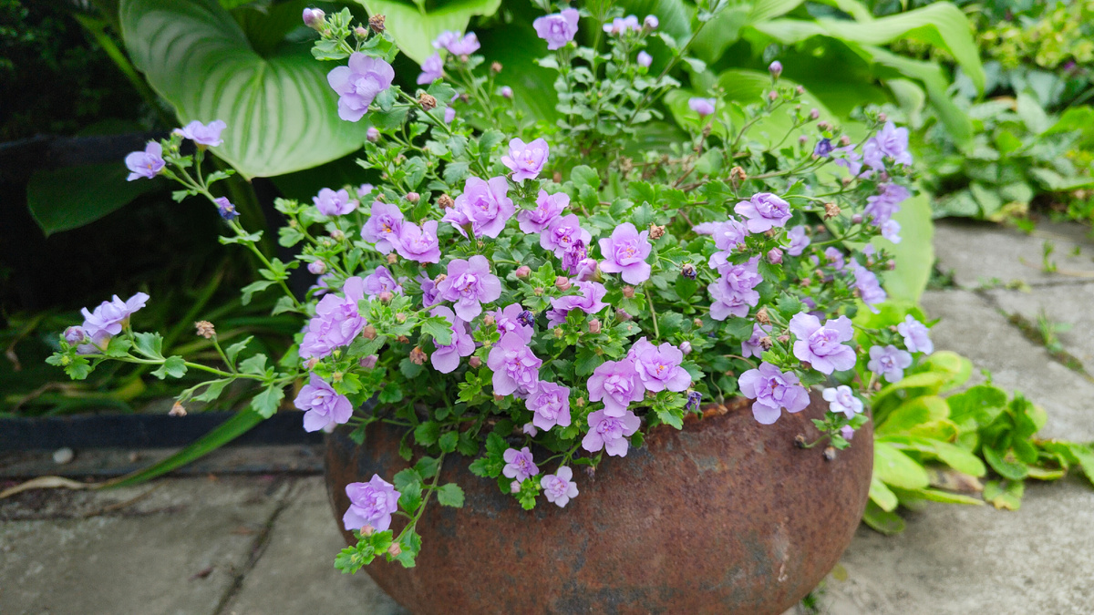 25.05.2025 г. Бакопа цветет в моём саду.